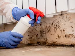 Best Asbestos and Lead Testing During Mold Inspection in Lenox, IA